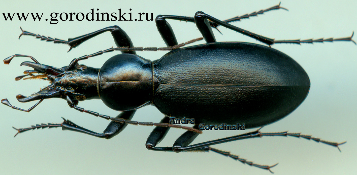 http://www.gorodinski.ru/carabus/Cephalornis potanini remondorum.jpg